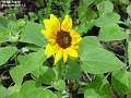 2002-0804sunflower